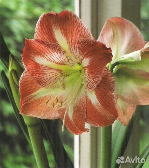 Гиппиаструм