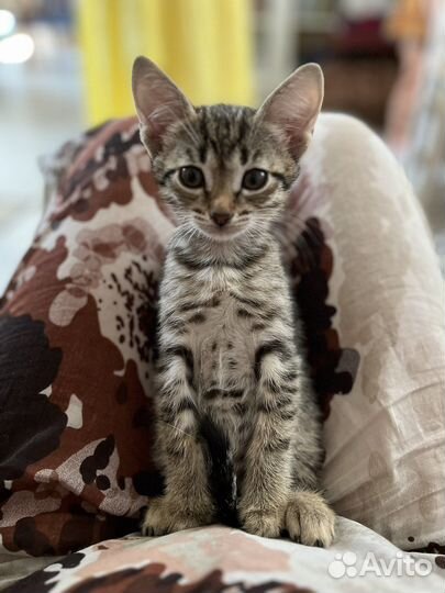Кошечка 2 месяца