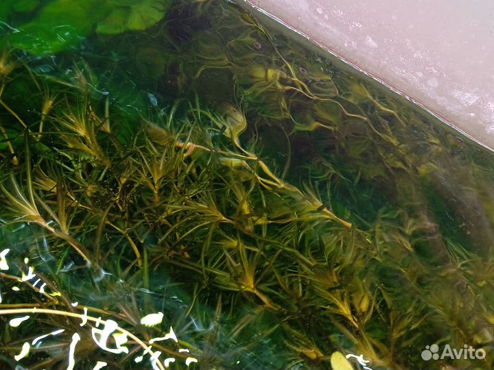 Аквариумные растения