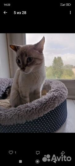 Коты в добрые руки