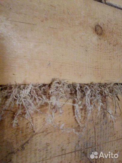 Мох (межвенцовый утеплитель)