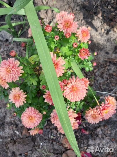Хризантема мультифлора