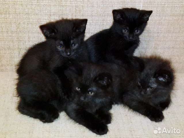 Отдам котят