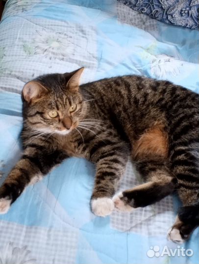 Нашли кота