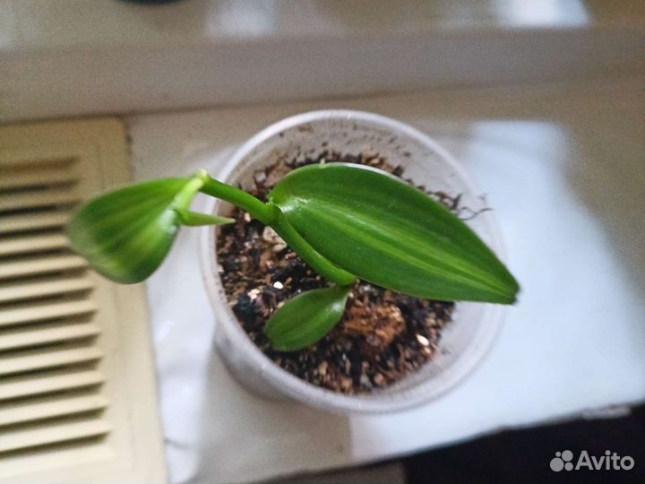 Орхидея ваниль Алоэ Вера Крассула