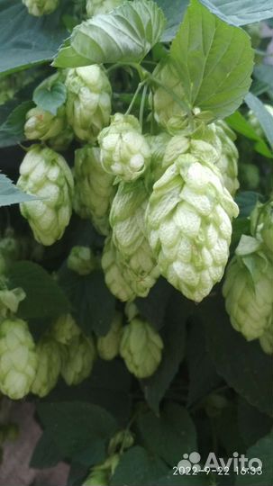 Хмель чёрная смородина отростки лилии