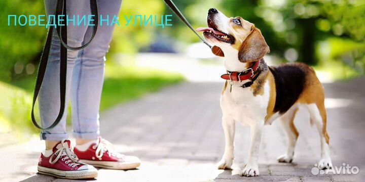 Дрессировка. Профессиональный уровень. Гарантия