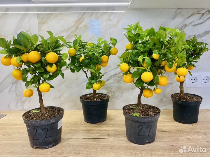 Мандариновое дерево