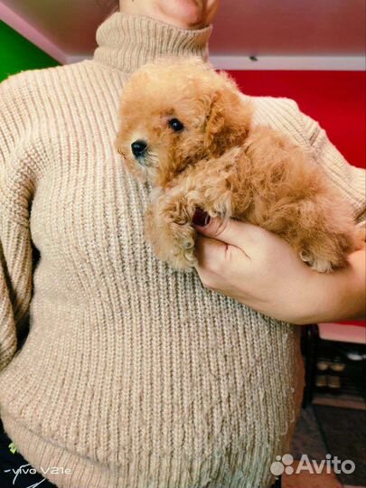 Мальтипу ребятки мини беби фейс