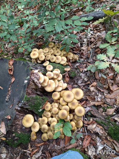 Грибы опята маринованные