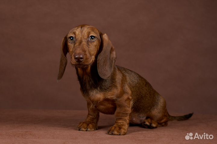 Карликовая такса