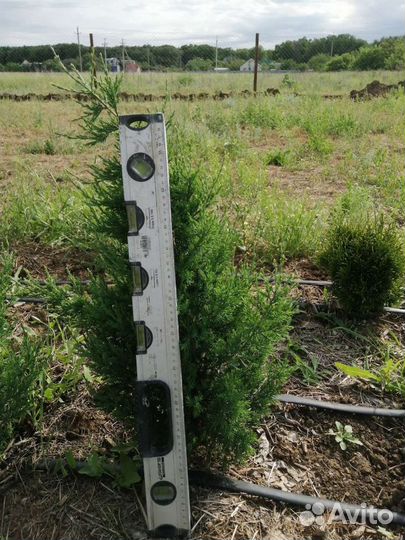 Саженцы кедровой сосны, саженцы хвойные