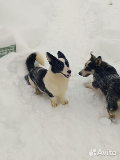 Щенки вельш корги кардиган