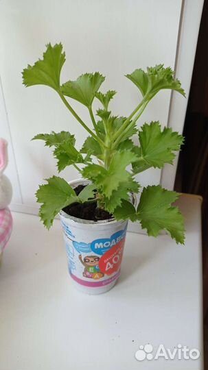 Пеларгония королевская герань