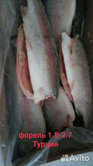 Рыба Форель свежемороженная