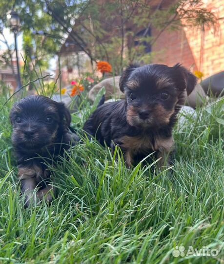 Йокширский терьер мини беби фейс