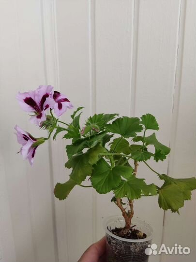 Герань пеларгония королевская