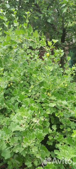 Саженцы вишни,сливы,ирги,малины,крыжовника