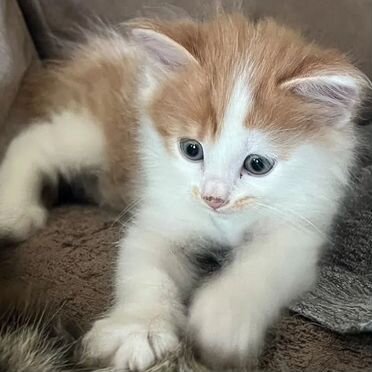 Курильский бобтейл короткошёрстный котёнок