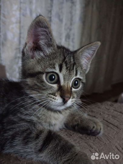 Кошка в дар