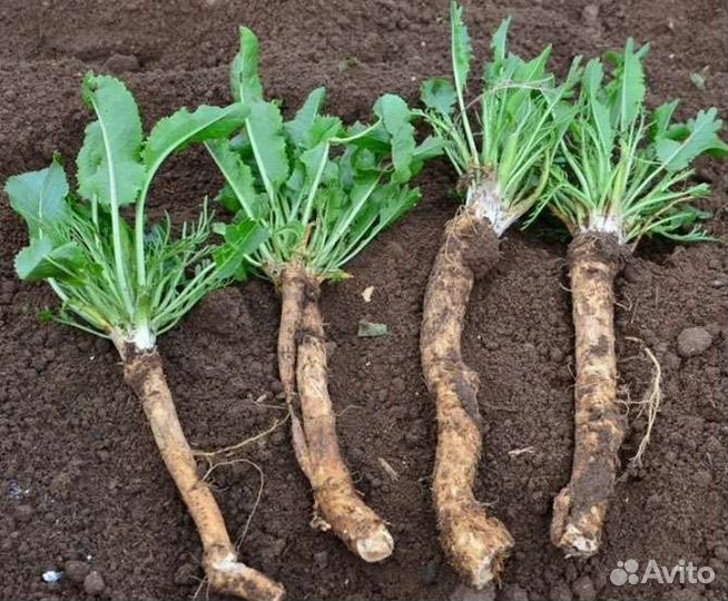 Хрен рассада