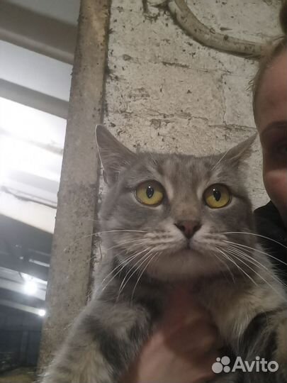 Котики ищут дом