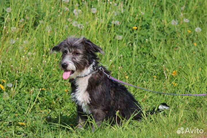 Щенок Манечка, стерилизована