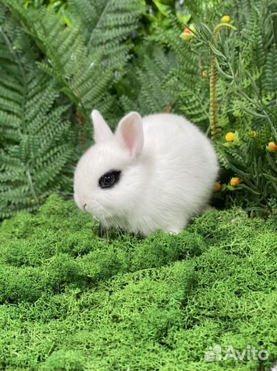 Хотот из Царского Кролика