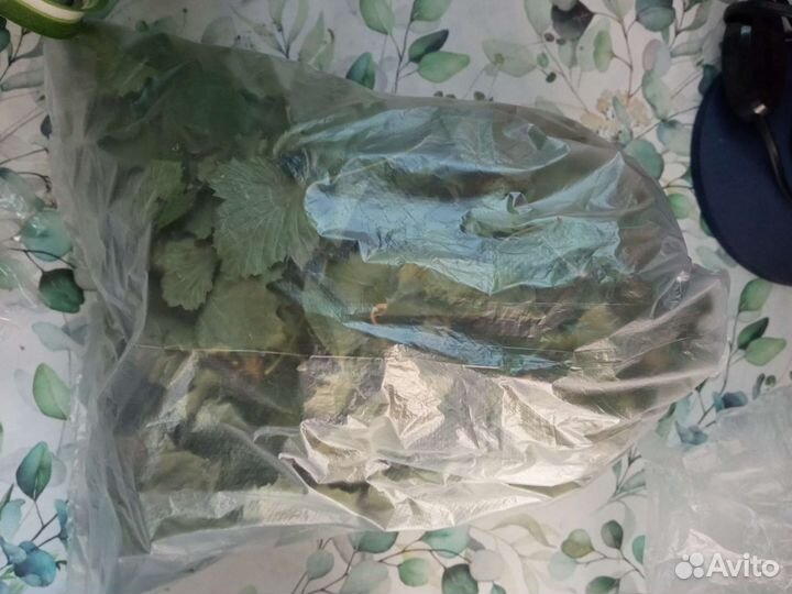 Лист смородины 2023