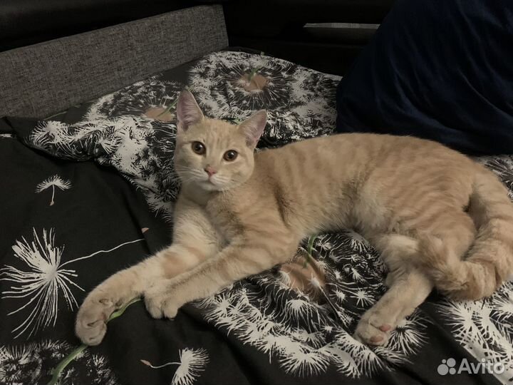 Котик очень ищет дом