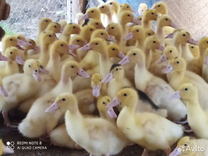 Утята мулард подрощенные