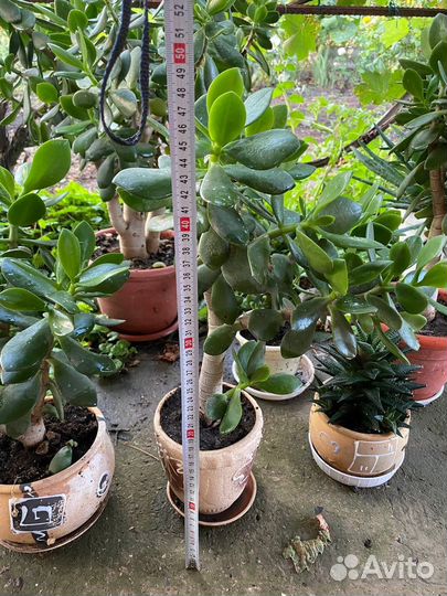 Денежное дерево