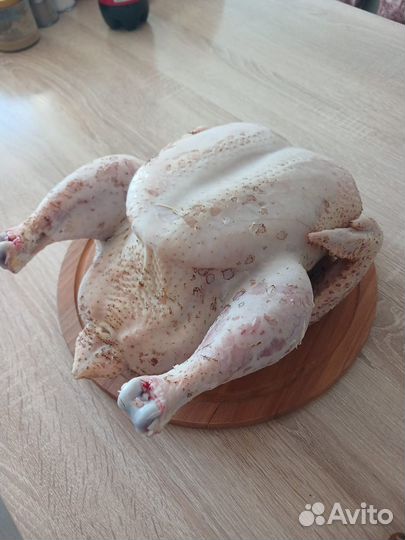 Домашние куры бройлеры