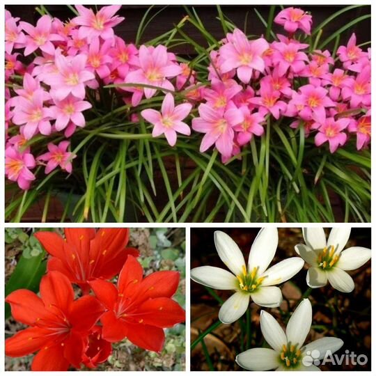 Зефирантес розовый, белый, валотта