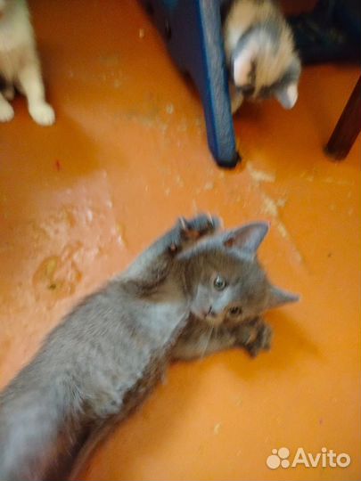 Котенок окраса,дымчатый