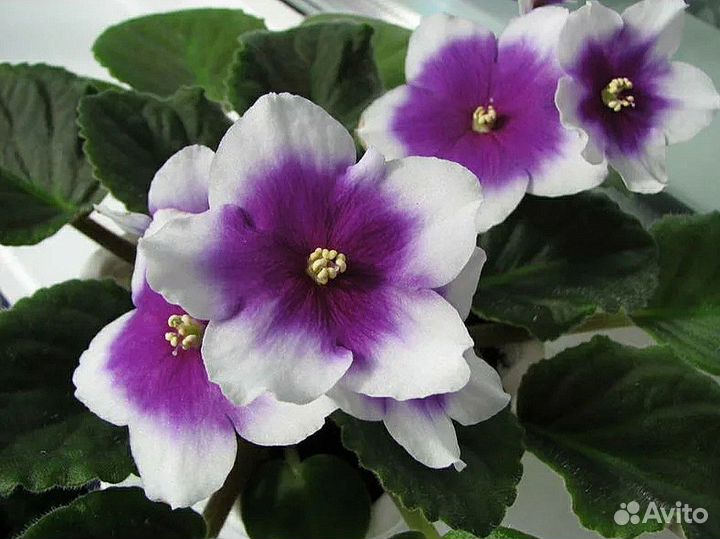 Сортовые фиалки (взрослые фиалки, детки, ук.листы)