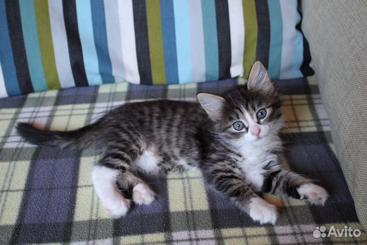 Котята (2 месяца)