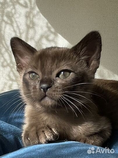 Бурма девочка соболь Последняя девочка