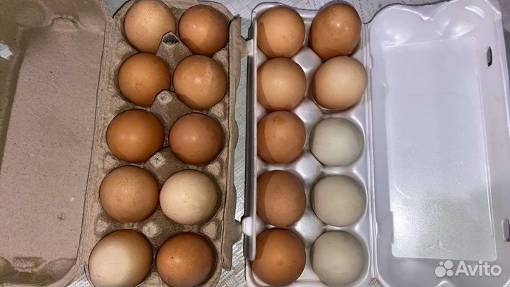 Домашние куриные яйца
