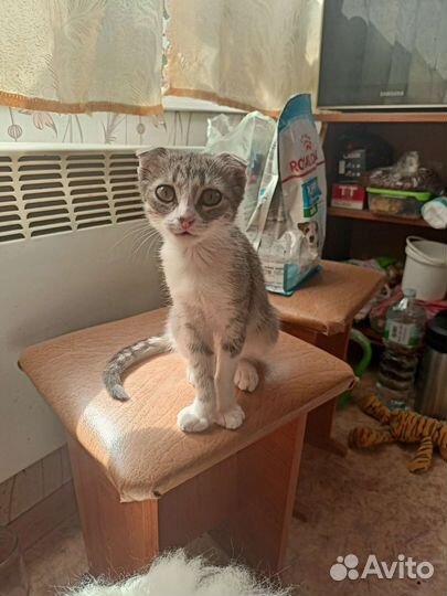 Вислоухая красотка