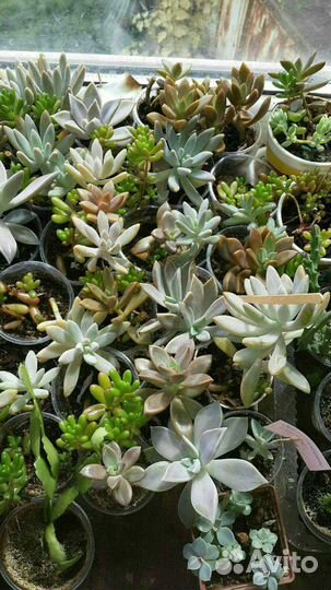Суккуленты разные