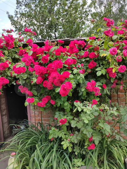 Дом 75 м² на участке 50 сот.