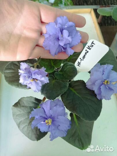 Сортовые фиалки