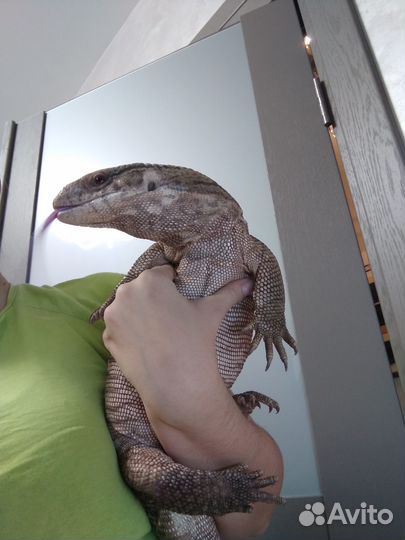 Капская ящерица