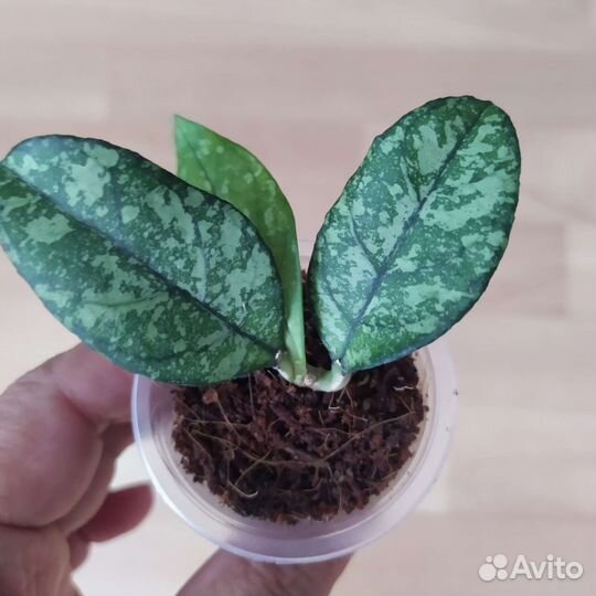 Хойи сортовые