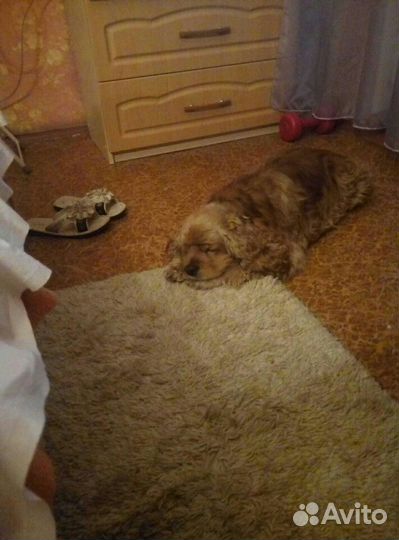 Кокер спаниель. Американец.Вязка