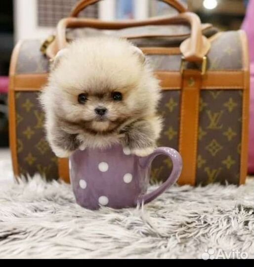 Micro и Mini Мишки