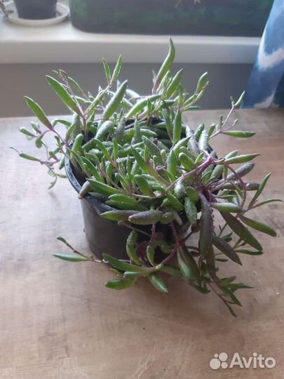 Цветы комнатные