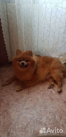 Щенок малого немецкого шпица