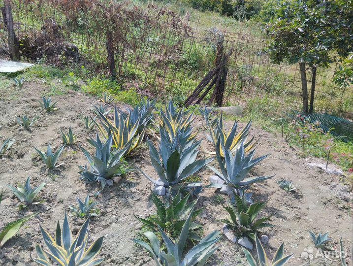 Агава голубая